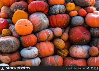 Colorful pumpkins collection on outdoor autumn market.. Colorful pumpkins collection on outdoor autumn market