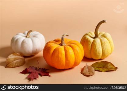 Colorful pumpkins with white, yellow and orange with dried leaves on color background