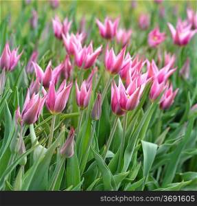 Colorful Purple And White Tulip Flowers