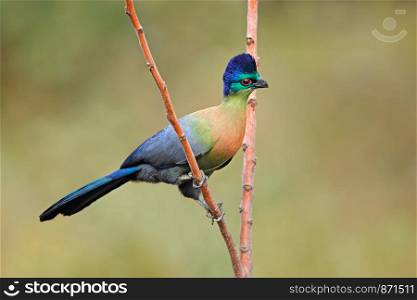 Colorful purple-crested turaco (Tauraco porphyreolophus), South Africa