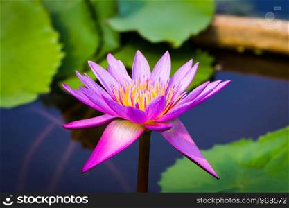 Colorful purple lotus blooming in the tub.