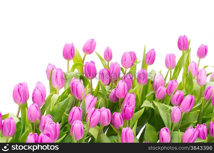 Colorful purple tulip flowers, isolated on white background