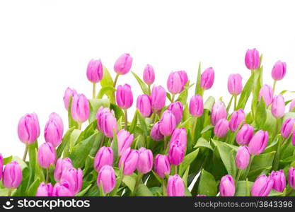 Colorful purple tulip flowers, isolated on white background