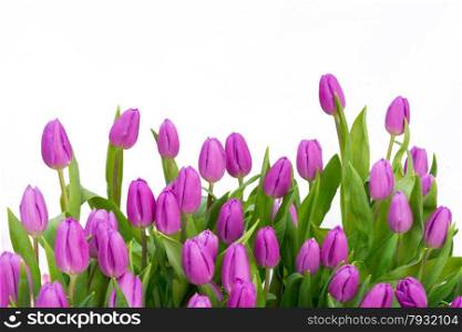 Colorful purple tulip flowers, isolated on white background