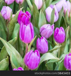 Colorful purple tulip photographed with a selective focus and a shallow depth of field