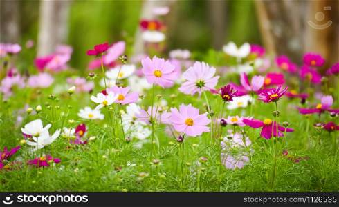 Colorful purple white and pink cosmos flower blooming in the spring garden field background
