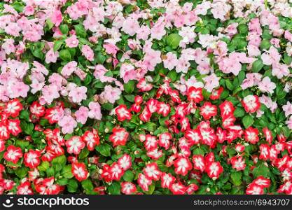 Colorful red and pink Geranium field.