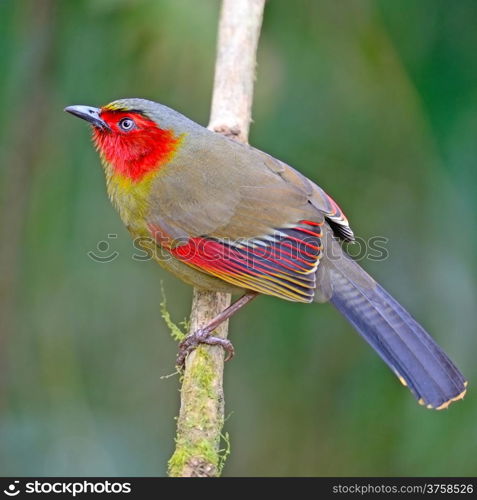 Colorful red-faced bird, Scarlet-faced Liocichla (Liocichla ripponi) sitting on a branch