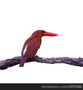 Colorful red Kingfisher, male Ruddy Kingfisher (Halcyon coromanda), on a branch, back profile, isolated on a white background