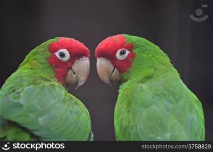 Colorful Red Masked Conure or Cherry-headed Conure (Aratinga erythrogenys), face profile