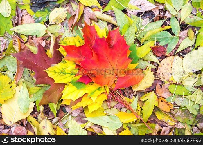 Colorful red, orange and green autumn leaves on the ground. Fall background