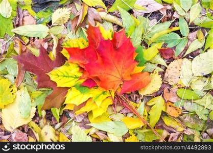 Colorful red, orange and green autumn leaves on the ground. Fall background