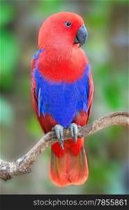 Colorful red parrot, a female Eclectus parrot (Eclectus roratus), back profile