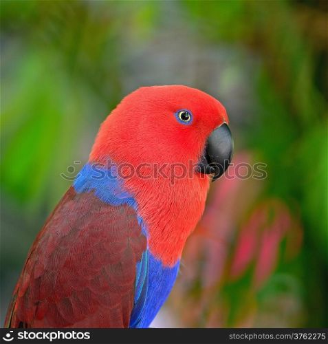 Colorful red parrot, a female Eclectus parrot (Eclectus roratus), face profile