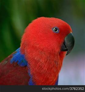 Colorful red parrot, a female Eclectus parrot (Eclectus roratus), face profile