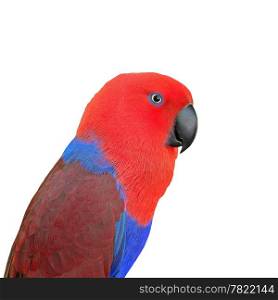Colorful red parrot, a female Eclectus parrot (Eclectus roratus), face profile, isolated on a white background