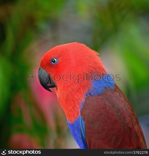 Colorful red parrot, a female Eclectus parrot (Eclectus roratus), side profile