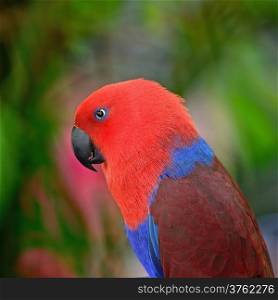 Colorful red parrot, a female Eclectus parrot (Eclectus roratus), side profile