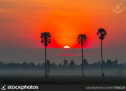 Colorful red sun disk rising in the rice field with Sugar palm tree,countryside of Thailand.