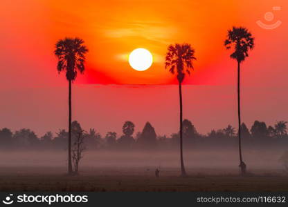 Colorful red sun disk rising in the rice field with Sugar palm tree,countryside of Thailand.