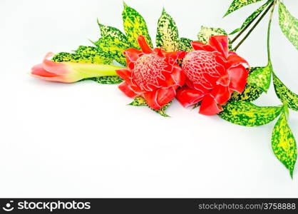 Colorful red Torch Ginger (Etlingera elatior) isolated on a white background with the green leaves