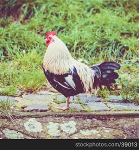 Colorful rooster. Beautiful cock