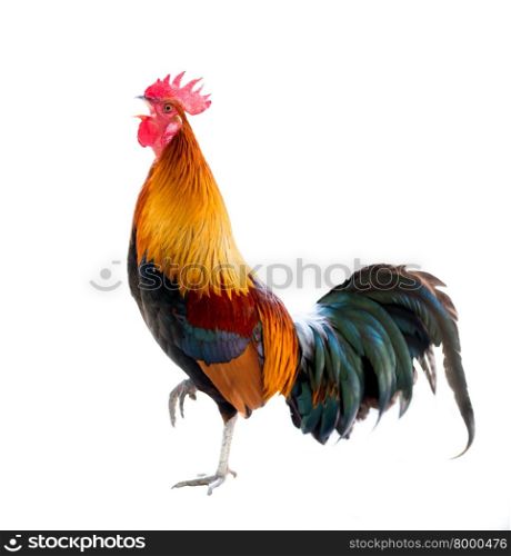 colorful rooster Isolated on white background