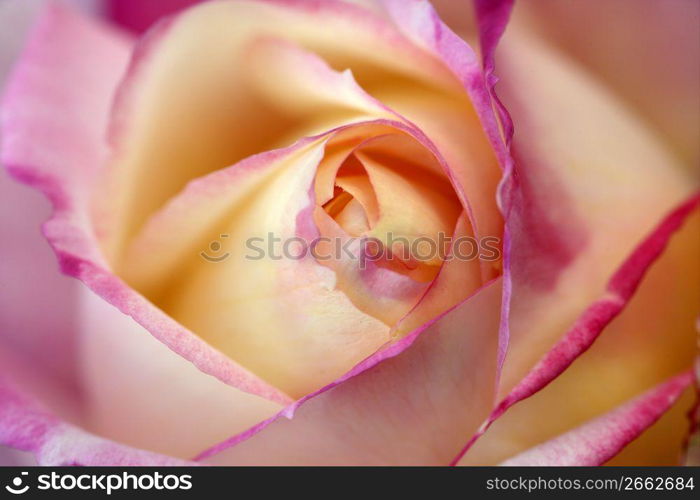 Colorful rose flower macro at the garden, outdoors