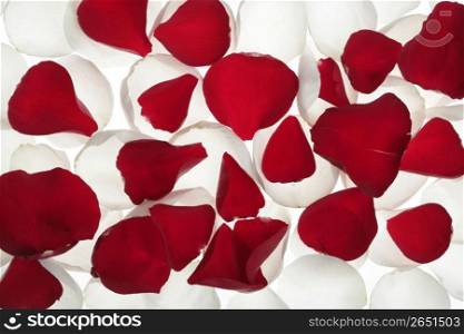 Colorful rose petal pattern wallpaper background texture