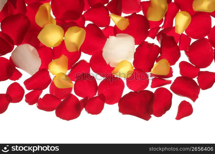 Colorful rose petal pattern wallpaper background texture