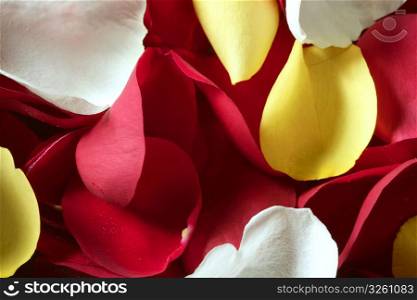 Colorful rose petal pattern wallpaper background texture