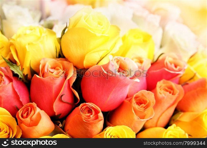 Colorful roses close-up/ May be used as background