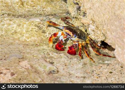 Colorful Sally Lightfood Crab on stone at coast of island Bonaire
