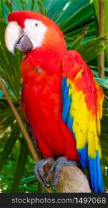 Colorful scarlet macaw perched on a branch, Mexico