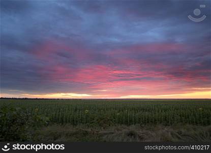 Colorful scarlet sunrise against a background of blue clouds over a field with green sunflowers. Colorful sunrise with clouds over the field with sunflowers