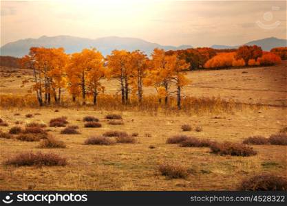 Colorful scenic view in Autumn season with yellow trees in clear day.