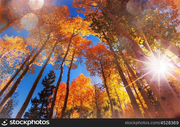 Colorful scenic view in Autumn season with yellow trees in clear day.