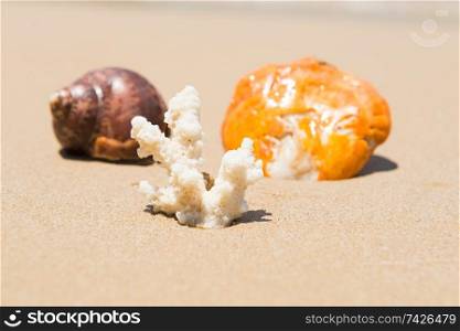 Colorful sea shells and white coral on sand beach. Closeup view, can be used as summer vacation background