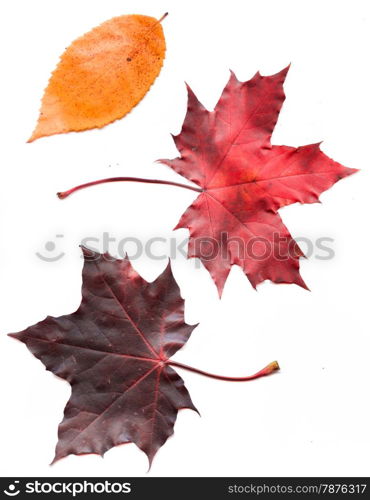 Colorful set of autumn leaves. collection beautiful colorful autumn leaves isolated on white background