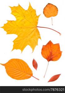 Colorful set of autumn leaves. collection beautiful colorful autumn leaves isolated on white background