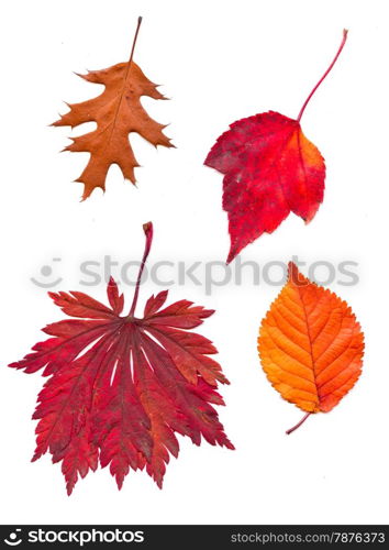 Colorful set of autumn leaves. collection beautiful colorful autumn leaves isolated on white background