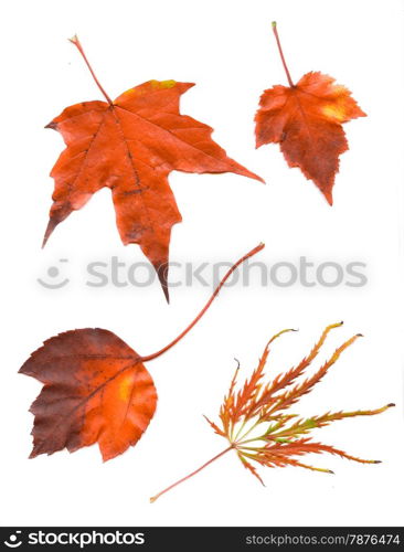 Colorful set of autumn leaves. collection beautiful colorful autumn leaves isolated on white background