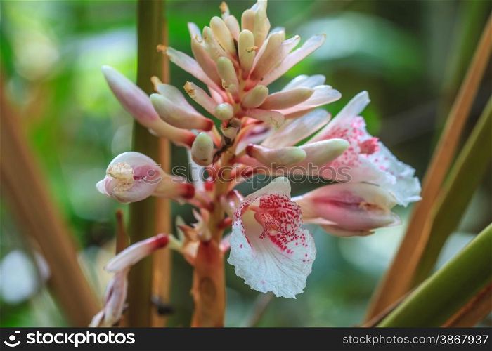 colorful Shell ginger flower in garden, Ginger Plant Blossom