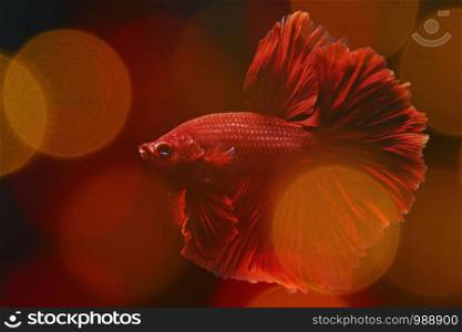 colorful siames Thai betta fighting fish in fighting action