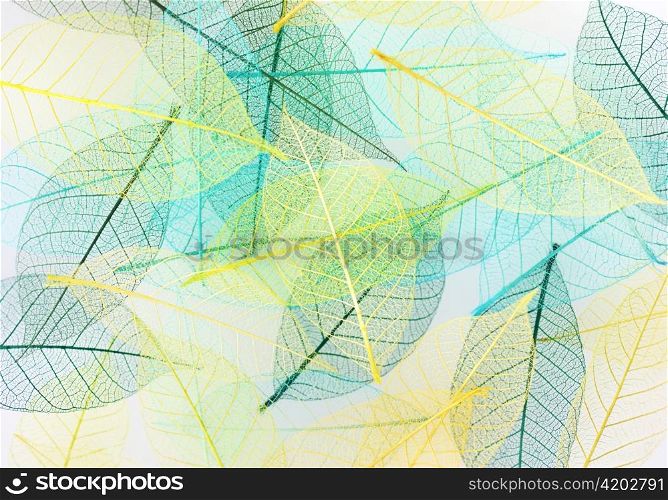 colorful Skeleton leaves ,close up for background