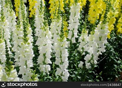 Colorful Snapdragon (Antirrhinum majus) blooming in the garden background with selective focus, cut flowers. Colorful Snapdragon (Antirrhinum majus) blooming in the garden background with selective focus