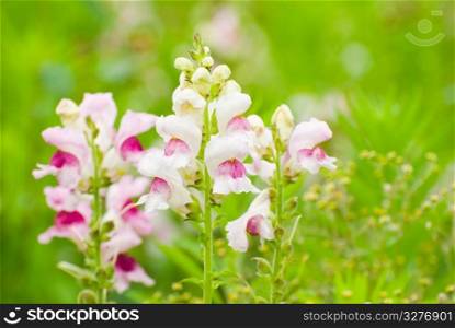 colorful snapdragon flowers in wild with fresh green background.