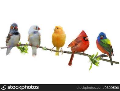 Colorful Songbirds , Illustation Isolated on White Background
