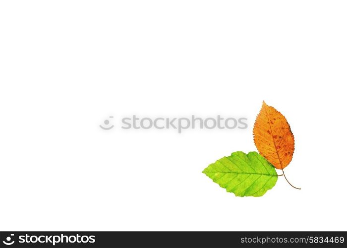 Colorful spring and autumn leafs