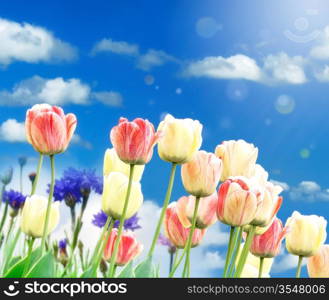 Colorful Spring Flowers And Grass Against A Blue Sky